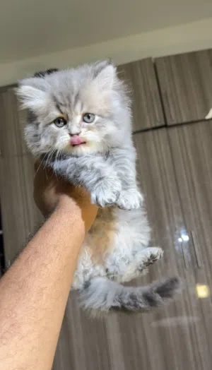 Cute kitten
