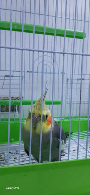 طيور كوكتيل