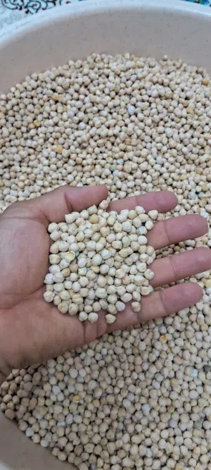 دنجو عماني درجه أولى