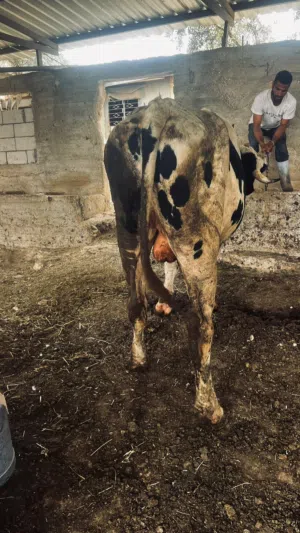 عجل اضحيه من داخل مزرعه
