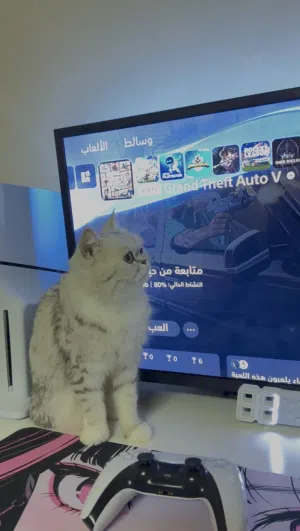 British Shorthair بريتش شورت هير