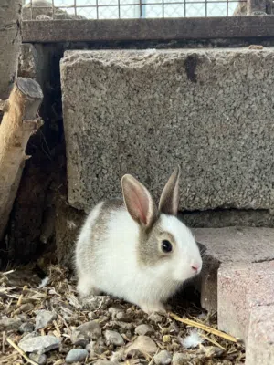 أرانب بصحه ممتازه عمر شهر ونص حجم طيب