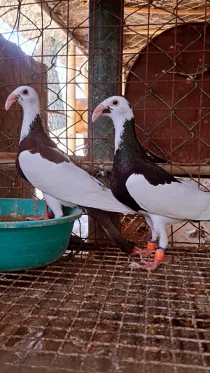 حمام زينة ازواج وحجول زينة للحمام