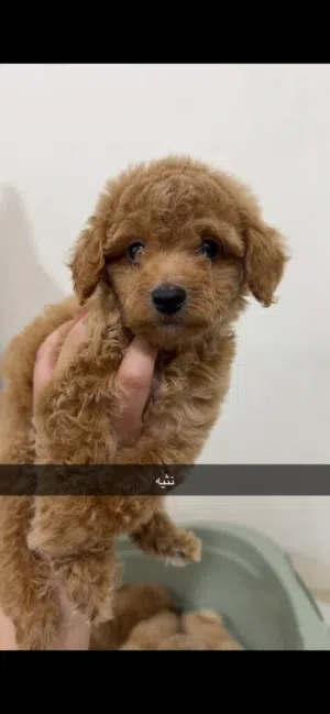 للبيع توي بودل