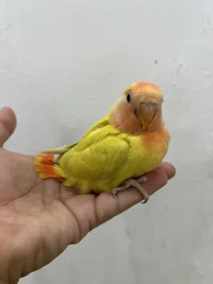 للبيع فروخ لوف بيرد بيور