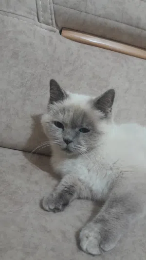 قطه هملايا للبيع لون العيون ازرق