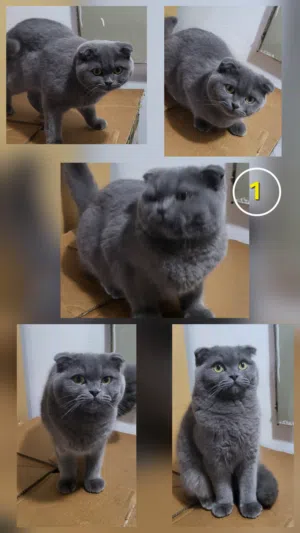 cats for sale  قطط للبيع