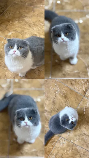 قطة سكوتش فولد (Scottish Fold) العمر 9 اشهر