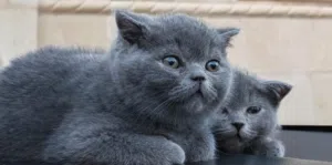 قطط سكوتش فولد رمادي للبيع في العقبة