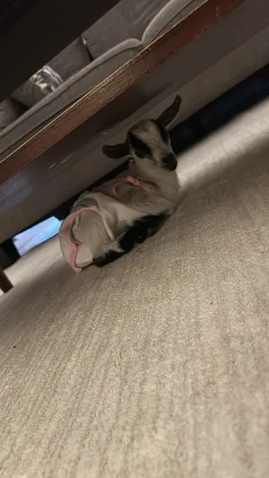 Goats2