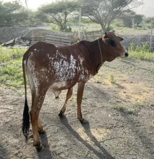 ثيران اثيوبيه مطعومه 8 شهور وذبايح نظيفة