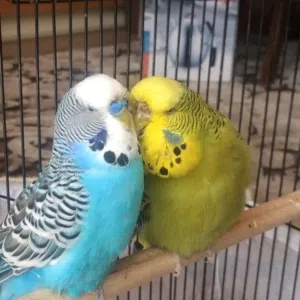 جوز طيور حب منتج