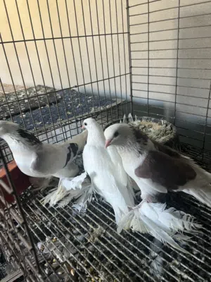 حمام للبيع بسعر نار .