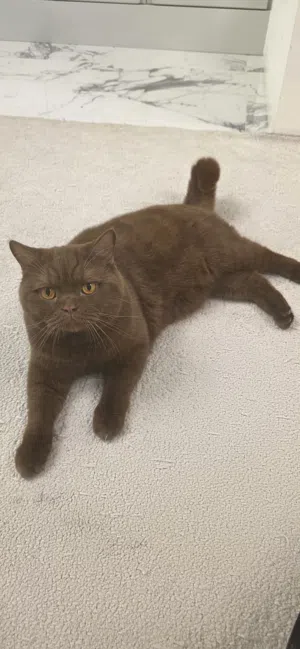 British Shorthair
