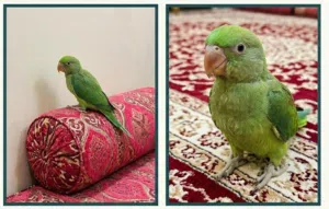 للبيع متو اخضر