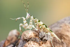 Other Animals4