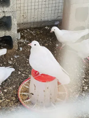 حمام فرنسي مطور