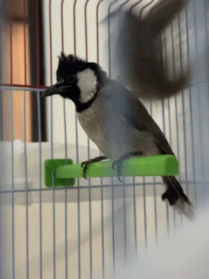 جوز بلابل العمر 9 شهور مع القفص 12 ريال