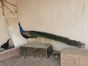 للبيع طاؤوس ذكر