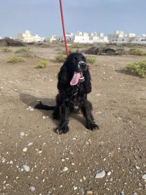 انثى كوكر - female cocker