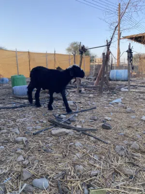 كبش للبيع  هجين عماني