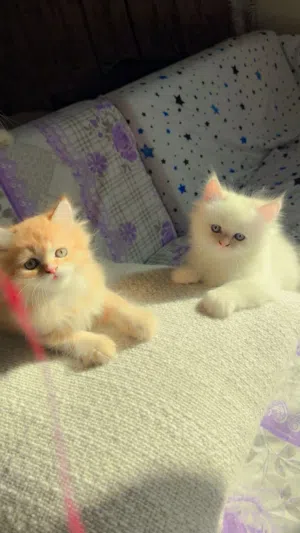 Turkish angora