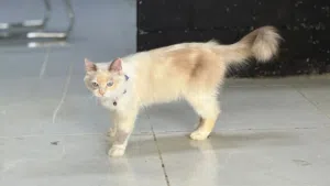 قط للتبني لطيف جداً