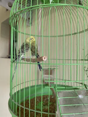 للبيع زوج طير هند مع القفص