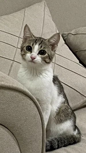 قطة انثى للبيع Female Cat for Sale