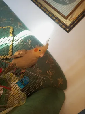 ‏ببغاء‏3