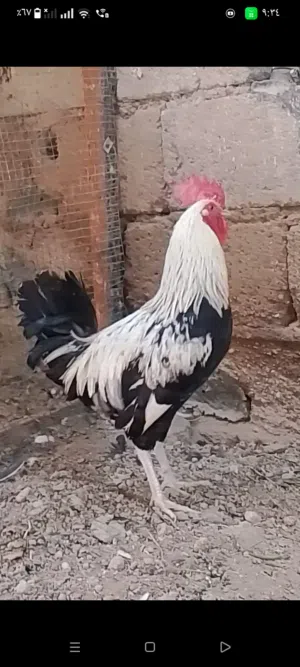 ديج كويتي دندراوي ثلجي