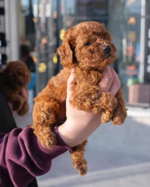 بودل مميز جدا لون مميز جدا بسعر مناسب جدا حجم سوبر ميني