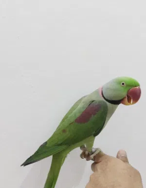 السلام عليكم مطلوب مطلووب جذع نخله للببغاء النيبالي الي يندل اوعندهخلي يراسلني خاص  اكوون ممنون منه