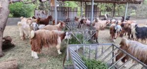 جداية للبيع