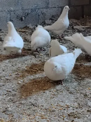 حمام فرنسي جامبو اكبر حجم للبيع بسعر مغري