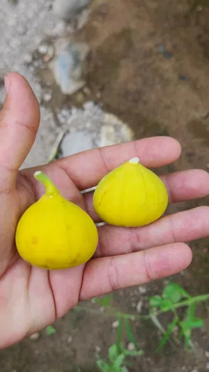 شتلات تين اسباني