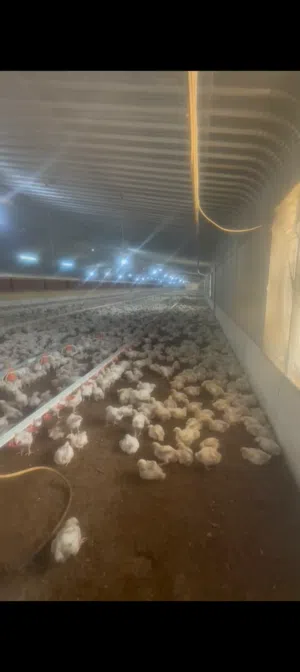 المطلوب عنابر جاهزة دجاج ترخيص لاحم للايجار في السعوديه