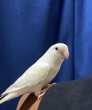 للبيع طير روز