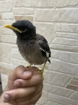 فرخ مينه كلش حلو وحرك