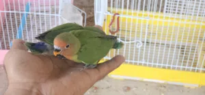 للبيع فروخ روز او فيشر