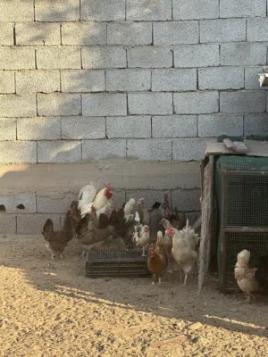 دجاج للبيع بصحة جيدة