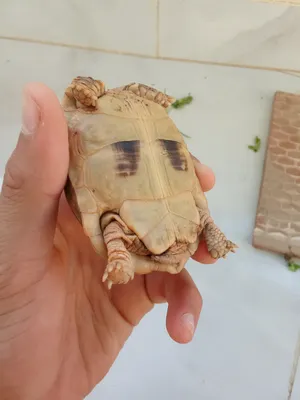 Turtles3