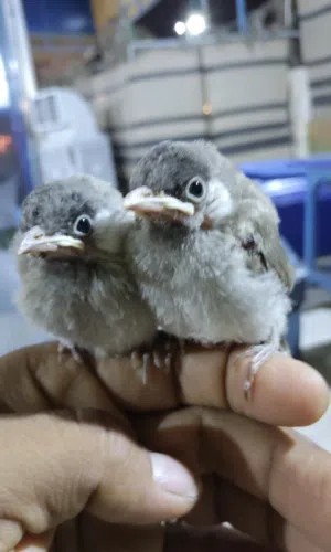 Baby Bulbul al Bahrain