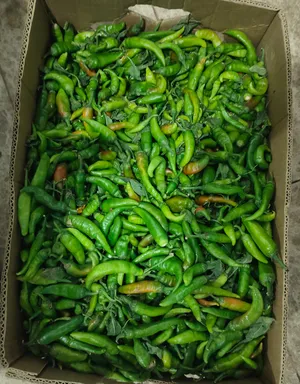 Vegetable & Fruit1