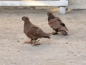 زوج رواعب مخاليف للبيع بسعر رمزي للثواب