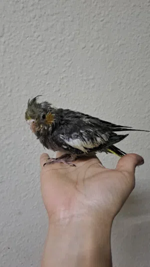 فرخ كروان نهايه غر عمر شهرين الدمام حي احد