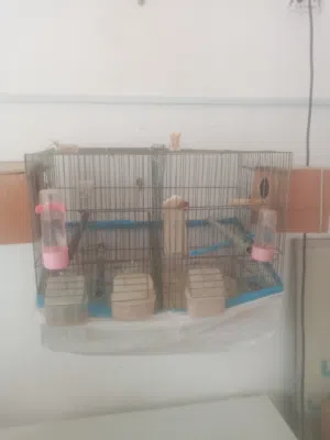 قفاص طيور للبيع