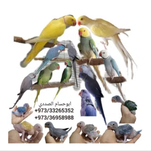 للبيع فروخ دره المطوقه(متو)