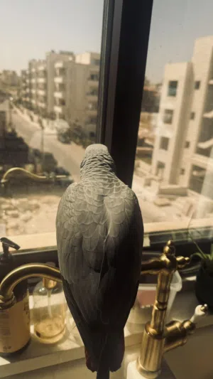 فرخ كاكسو أليف عمر 5 أشهر