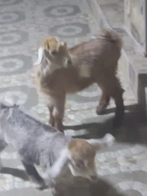 بعد الصلاه عالنبي سخله وجدي ما شاء الله عليهن عمر الجدي شهر والسخله شهر ونص شغل مقنوي  عمان ماركا ال